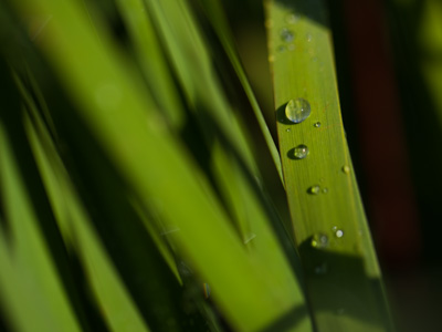 Meanwhile, I used my big camera to shoot the rest of the garden for the 100 minutes it took to create the movie.