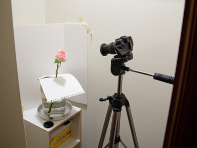 What`s he doing now?  Taking time-lapse photos of a blooming rose - inside the coat closet.