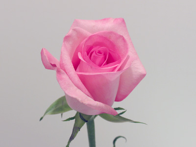 This sequence went on for more than three full days, but the rose bloomed for only the first five hours or so.