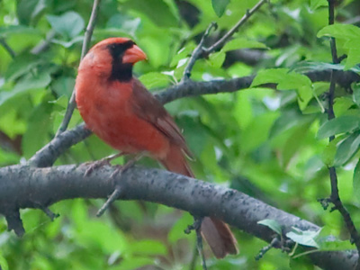 The cardinal is the state bird of Ohio - and Illinois, Indiana, Kentucky, North Carolina, Virginia, and West Virginia.