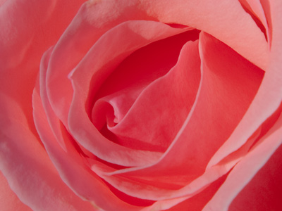 A flower closeup, taken in desperation.