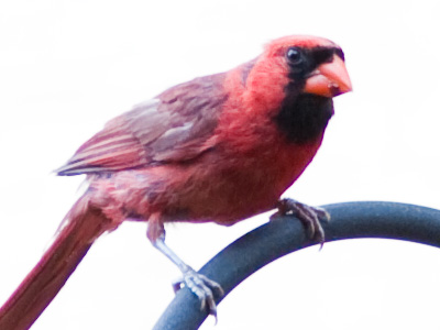 Pssst!  Wipe your mouth.