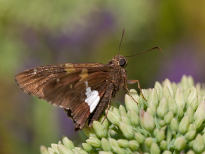 One family had a little boy of about five years old who was content to run around waving his Star Wars light saber.