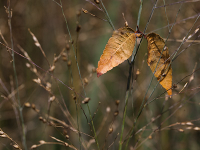 The other family had a girl who was not yet two, but had been in school for a year and a half, the dad proudly said.
