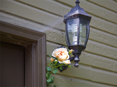 Flowers are naturally drawn to light.