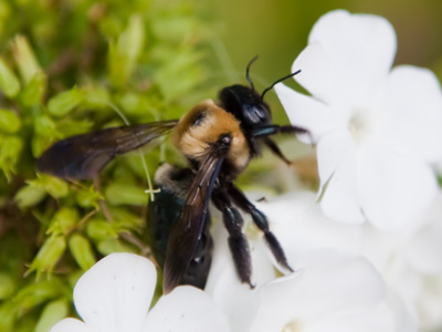 This one was already moving lethargically.  Life is short.