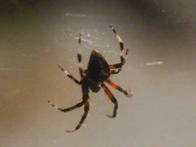 This big fella has taken up residency in my porch window (on the outside).  I turn the light on to bring him more bugs.