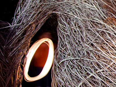 The eye of the beast.