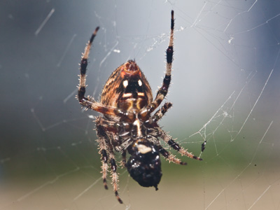 I had more time today to take a picture of my houseguest (see August 23, 2012).