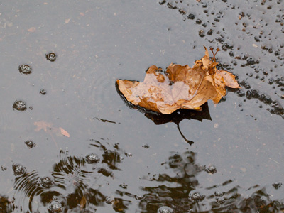  . . . then a car went by, and it became just a squished leaf.