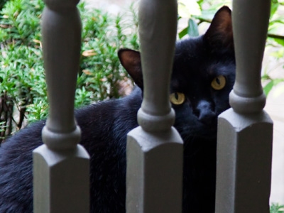 Loitering on my porch.