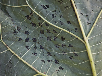 Who`s been walking on the plants?