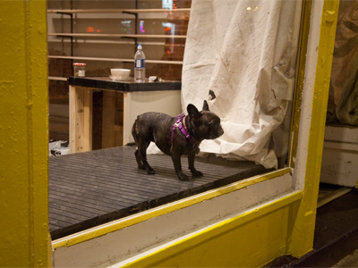 How much is that doggy in the window?