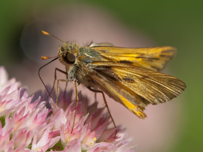 Eight years of experience and an hour of shooting today resulted in this very satisfactory 1/125th of a second.