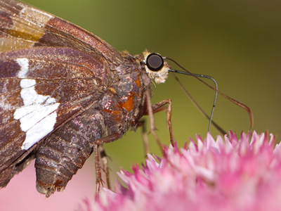 How much did my macro lens cost?  It doesn`t matter.