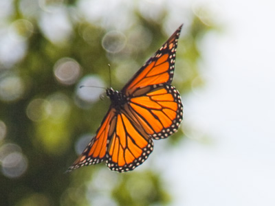 Considering this wasn`t what I was shooting for, I`m not sure I deserve this photograph.  But I will take it gratefully.