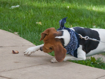 A bit of grilled chicken -- just out of reach.