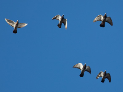 They`re heading for my car.