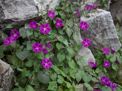Beauty springs from the remains of a demolished building.