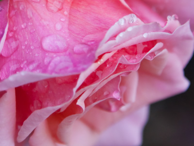 Smell a rose, touch a rose, look at a rose, and everything just seems better.