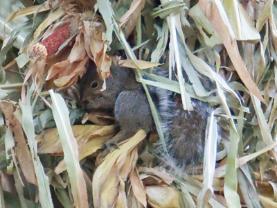 A neighbor`s porch decoration attracts hungry squirrels.