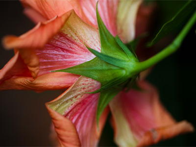 Best supporting stem.