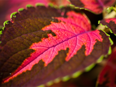 It was a dreary day, but my Speedlight took care of that.