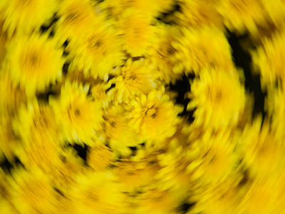 Flowers on the north pole are always spinning around.