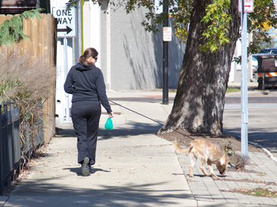At the street corner, the woman said to her dog, `Turn left.`  Of course, the dog didn`t understand English, since it was a German shepherd.