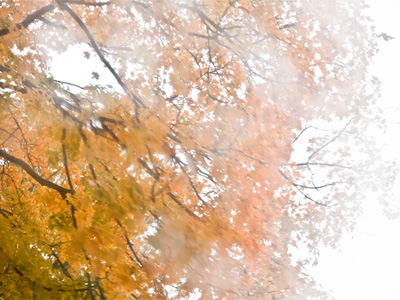 Autumn, as seen through my sunroof.