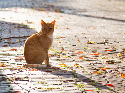 The monarch of Hess Street.