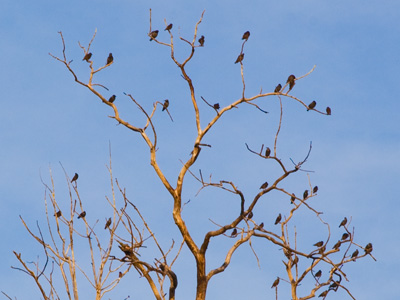 Birds of a feather sit aloof from each other.