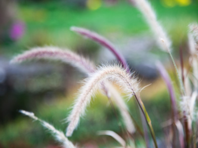 This was a difficult shot . . . it was very windy.