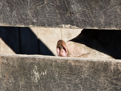 With a snout that large, a hog can smell very well -- but it doesn`t smell very good.