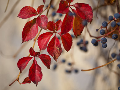 It was a lovely fall day.