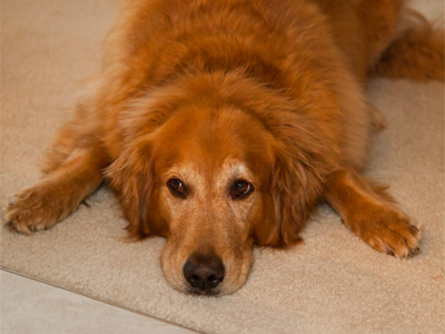 Wrigley, a gentle giant.