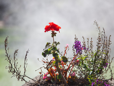 In the background:  a sprinkler gone wild.