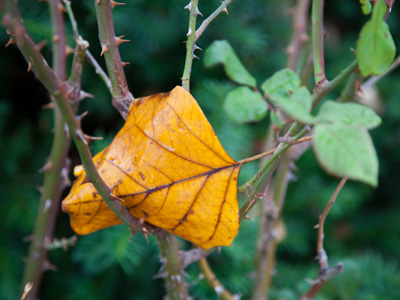 I suppose this is a better picture than yesterday`s tube of toothpaste.