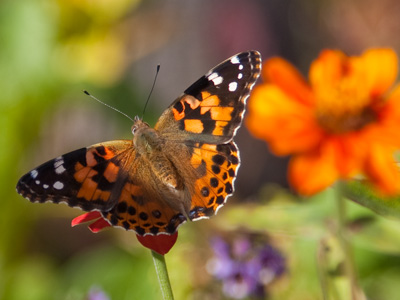 Don`t know the reason he stayed here all season.