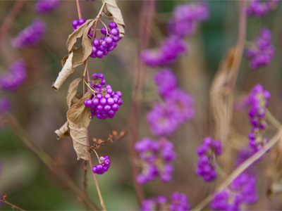 Where Skittles come from.