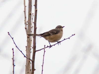 And now, an opposing viewpoint to the sunny flower photo.