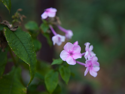 I`m rooting for the little guy.