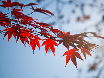 A small and highly-strung little dog was barking at me from a nearby window as I took this picture.