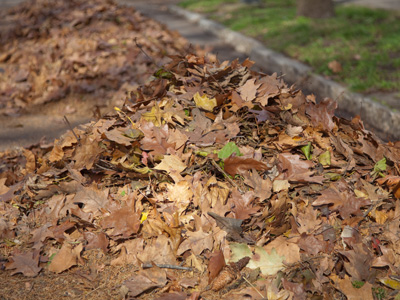 The autumnal paradox:  you can allow leaves to litter your lawn and sidewalk, or you can rake them to the curb . . . 