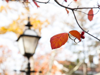 Wouldn`t it be better just to leave the leaves in the trees?