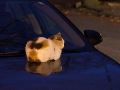 I was startled when the driver came out of the house, however she was more startled to discover this on her car.