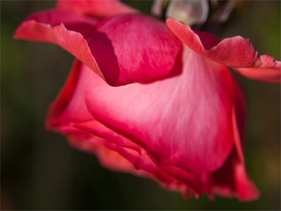 Last call for roses.