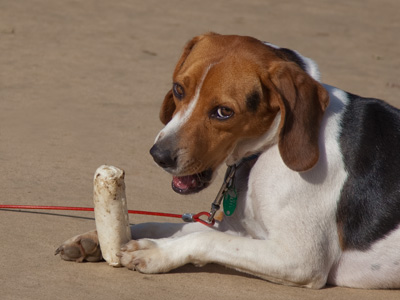 This, somehow, is now the family dog.