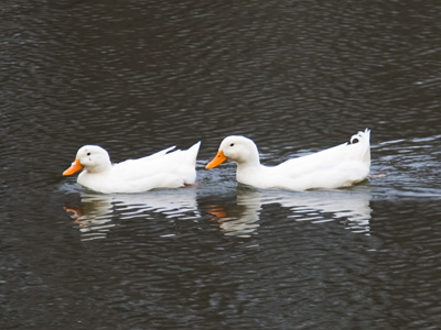 A cold day for a swim.
