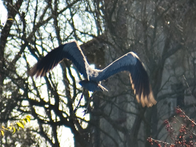 This great blue heron, about the same size as me, fled the pond as I approached.  We had startled each other.